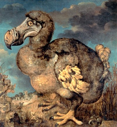 Der Dodo, 1651 von Hans I Savery